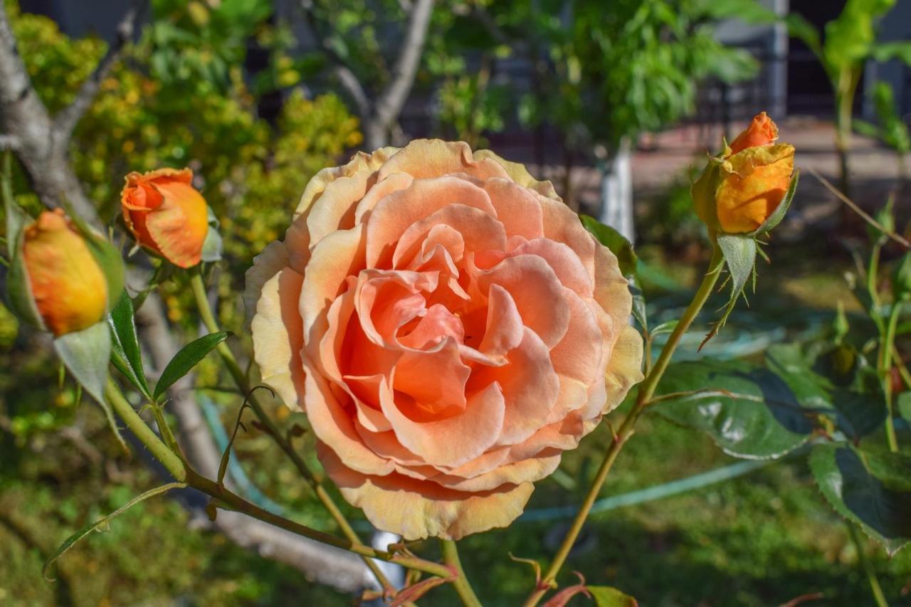 Rose Garden Apartments ミティカス エクステリア 写真