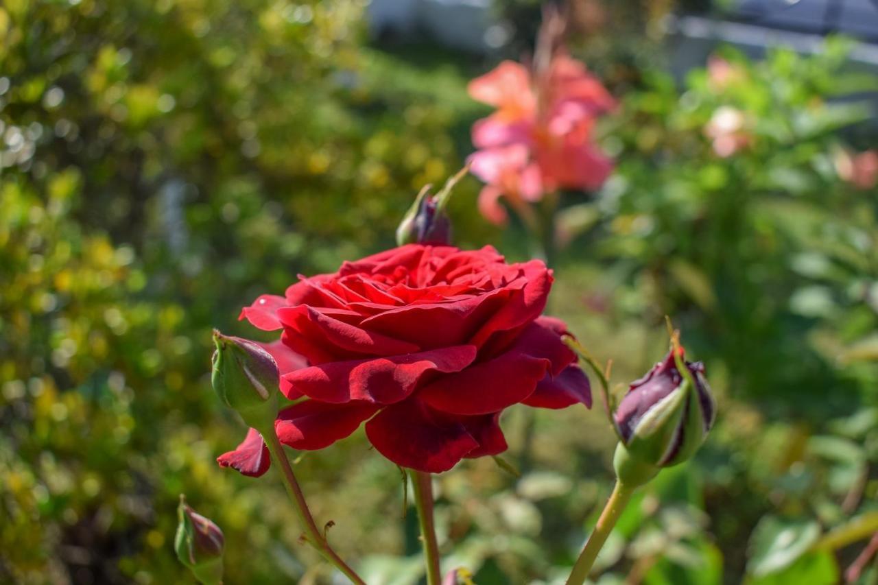 Rose Garden Apartments ミティカス エクステリア 写真